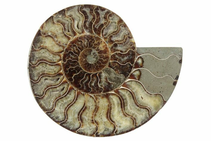 Cut & Polished Ammonite Fossil (Half) - Madagascar #371452